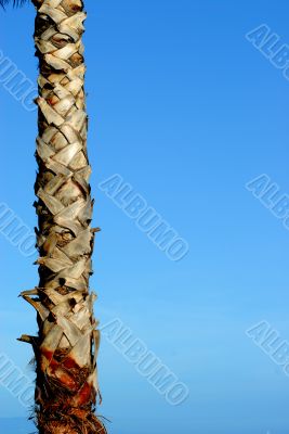 Nice tree palm and blue sky