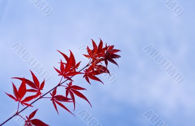 Maple leaves twig