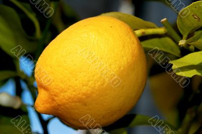 lemon