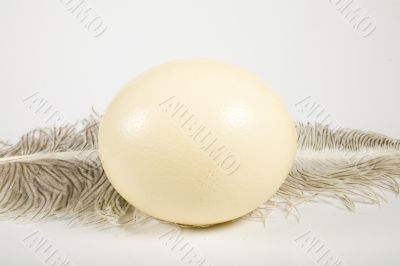 Huge ostrich`s egg and feather