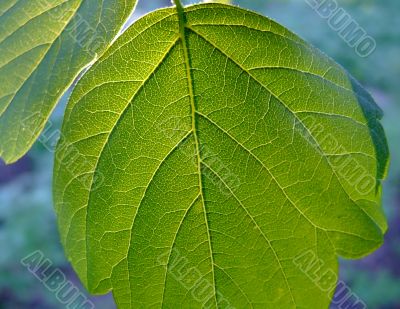 Green leaf