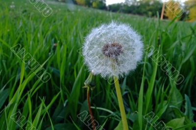 Fluffy dandelion