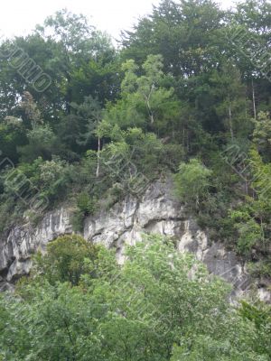 landscape with the forest on the hill