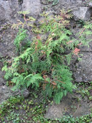 plants on the stones