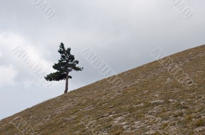 lone tree