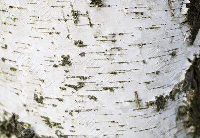 Birch bark