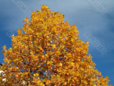 yellow tree in fall season