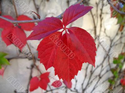 red leaf