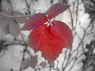 red leaf