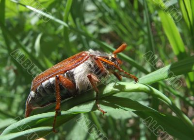 Cockchafer