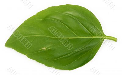 single basil leaf