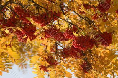 autumn tints, mountain ash