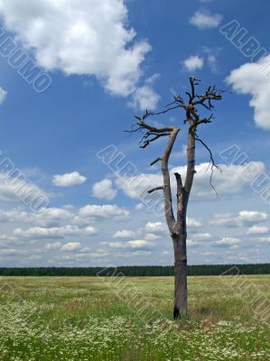 meadow, tree and clouded sky