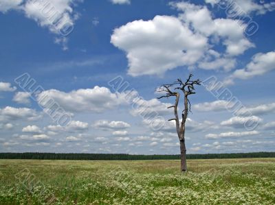 meadow, tree and clouded sky 3