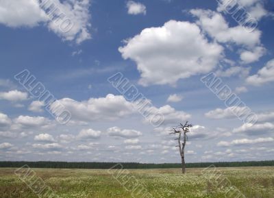 meadow, tree and clouded sky 4