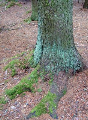 Moss-covered roots of the tree
