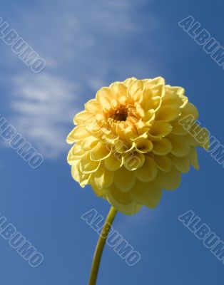 Yellow flower