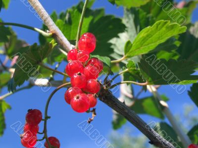 Red currant