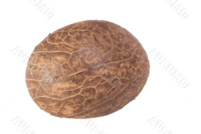 Tagua Nut