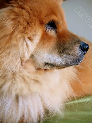 Chow Chow Breed Dog