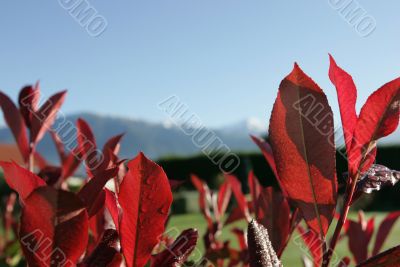 Bright red fall leaves