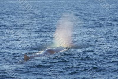 A whale venting a rainbow