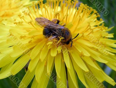 Dandelion and the bee