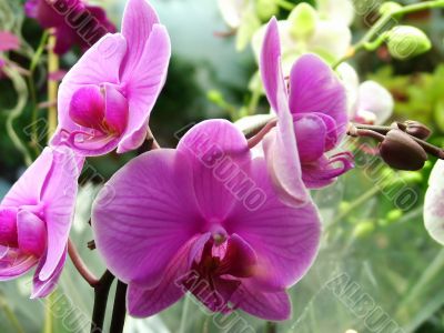 Flowering orchids