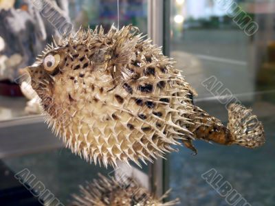 Prickly fish