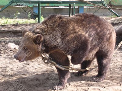 Tied to Bear Tied to Bear