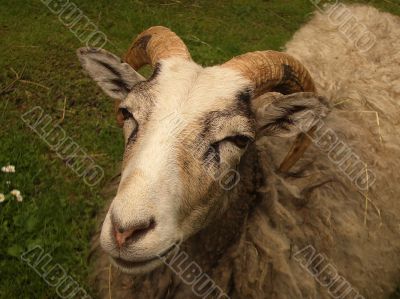 Ram in a green field