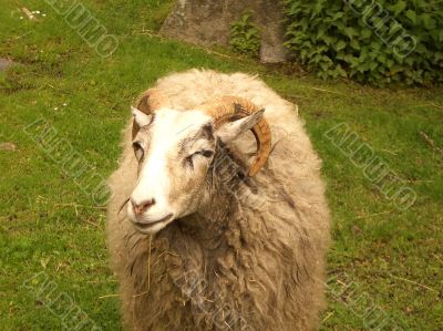 Ram in a green field