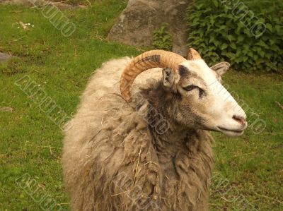 Ram in a green field