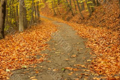 Autumn Path