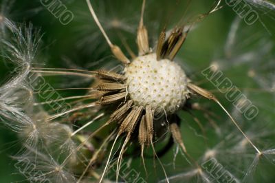 Dandelion