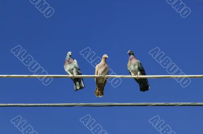 Three Pigeons