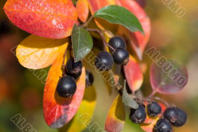 Cluster of black chokeberry
