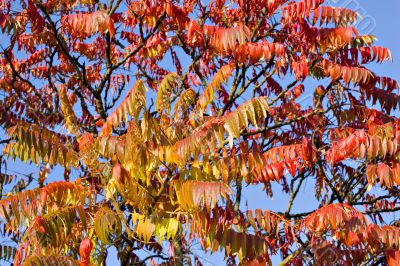 Fall leaves