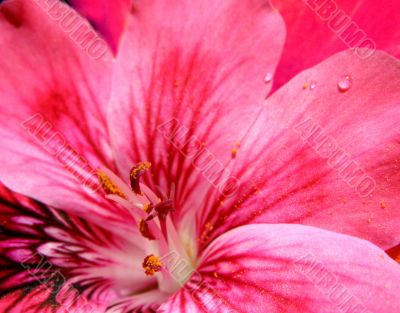 Flower Flower