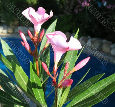 Flower Flower