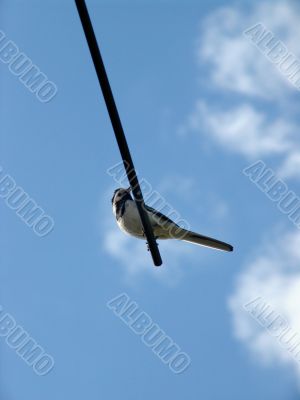 Bird close-up