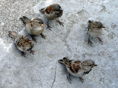 Young Sparrows Young Sparrows