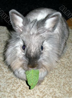 Rabbit Rabbit