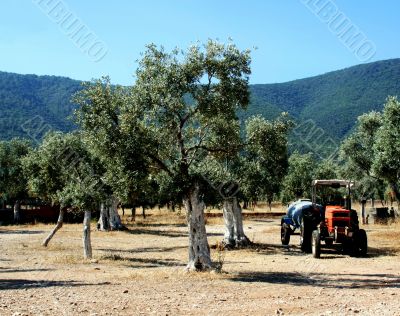  Olive grove and tractor