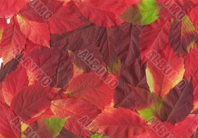 Fall leaves. Vibrant natural texture