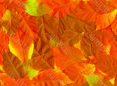 Fall leaves. Vibrant natural texture
