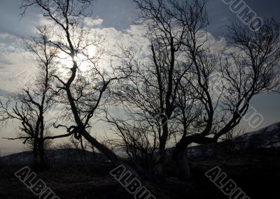 Silhouette tree