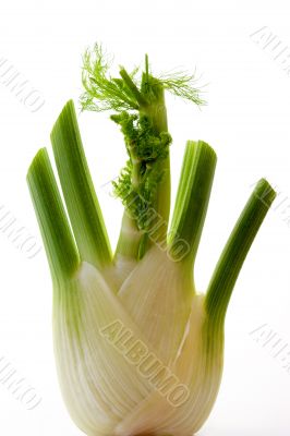 Fennel