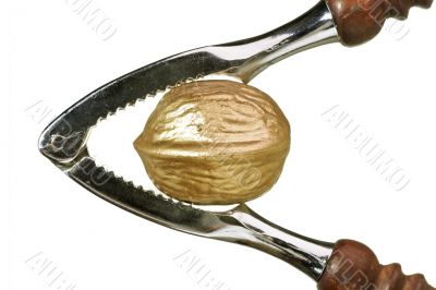 Golden walnut