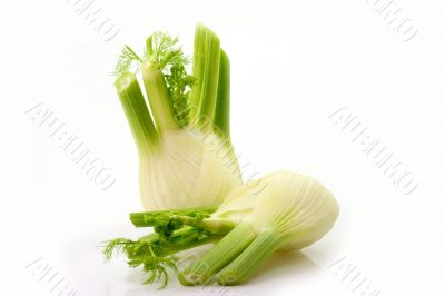 Fresh fennel bulbs